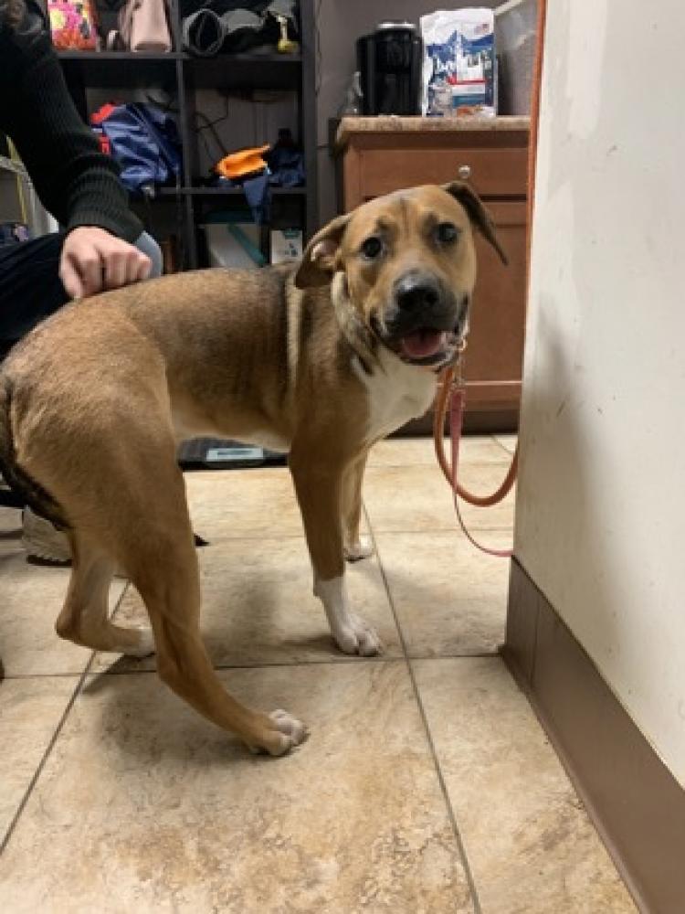 Shelter Stray Male Dog last seen Cincinnati, OH 45231, Cincinnati, OH 45223