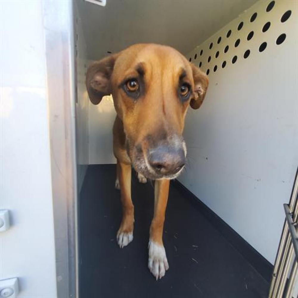 Shelter Stray Male Dog last seen Near BLK NILES ST, BAKERSFIELD CA, Bakersfield, CA 93307