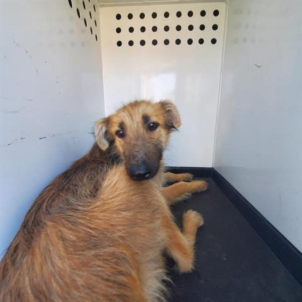Shelter Stray Female Dog last seen Near BLK BERGER ST, BAKERSFIELD CA, Bakersfield, CA 93307