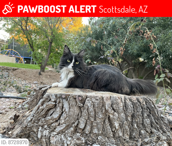 Lost Female Cat last seen Near e blanche dr, Scottsdale, AZ 85254