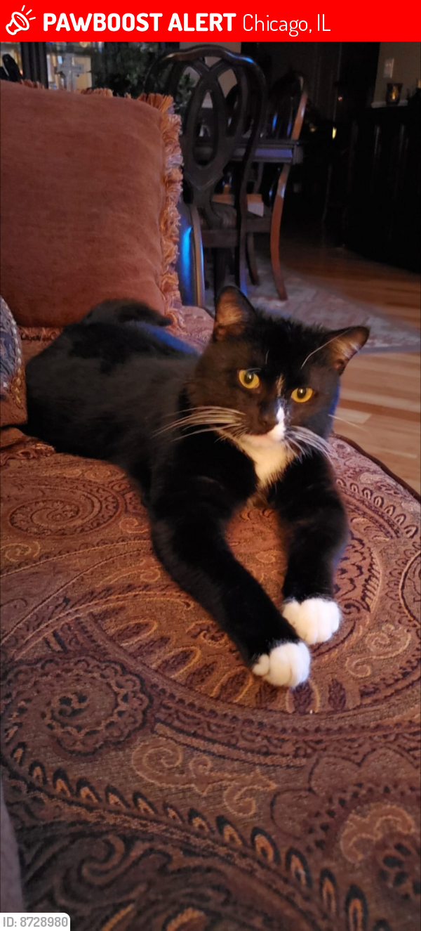 Lost Male Cat last seen Near South Campbell Ave. Chicago IL. 60629, Chicago, IL 60612