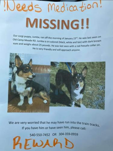 Lost Male Dog last seen Minnetonka Rd and Twin Oaks Rd, Severn, MD 21144