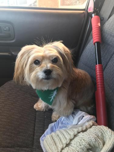 Lost Female Dog last seen Cty 21, 3rd st sw, Delano, MN 55328