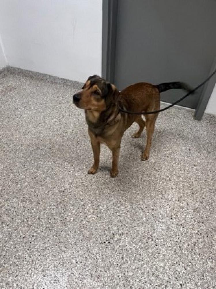 Shelter Stray Male Dog last seen Belmont, NC 28012, Gastonia, NC 28052