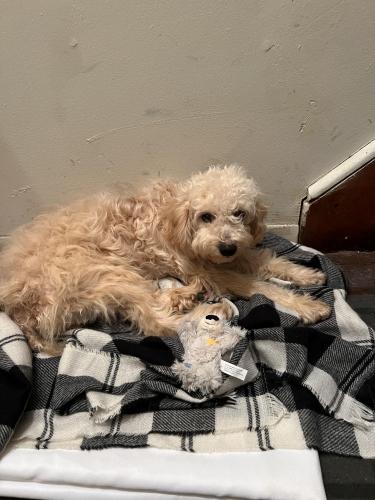 Found/Stray Male Dog last seen Lax avenue college point , Queens, NY 11356