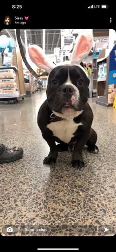 Lost Male Dog last seen Coors/ central, Albuquerque, NM 87121