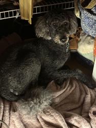 Reunited Female Dog last seen Springfield museum, Springfield, MO 65807