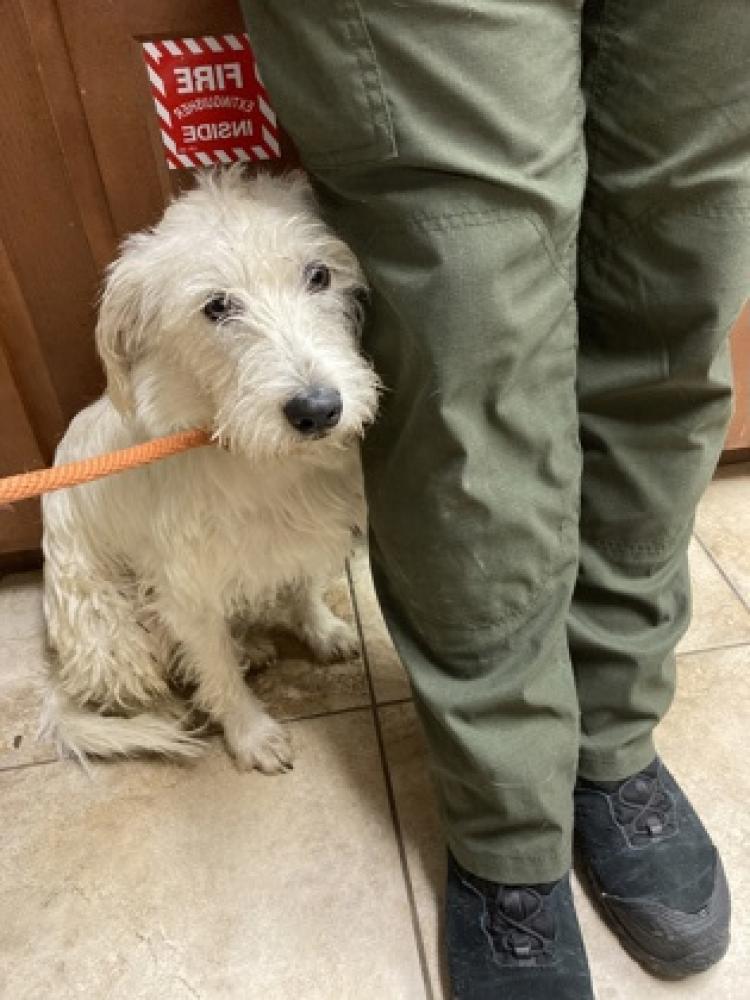 Shelter Stray Male Dog last seen Cincinnati, OH 45249, Cincinnati, OH 45223