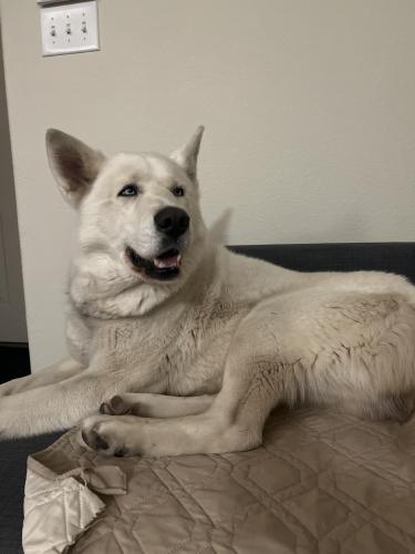 Found/Stray Male Dog last seen Unser and Arenal , Albuquerque, NM 87121