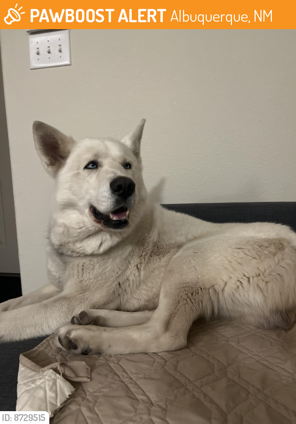 Surrendered Male Dog last seen Unser and Arenal , Albuquerque, NM 87121
