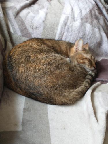Lost Female Cat last seen Cedar Crest, Blacksburg, VA 24060