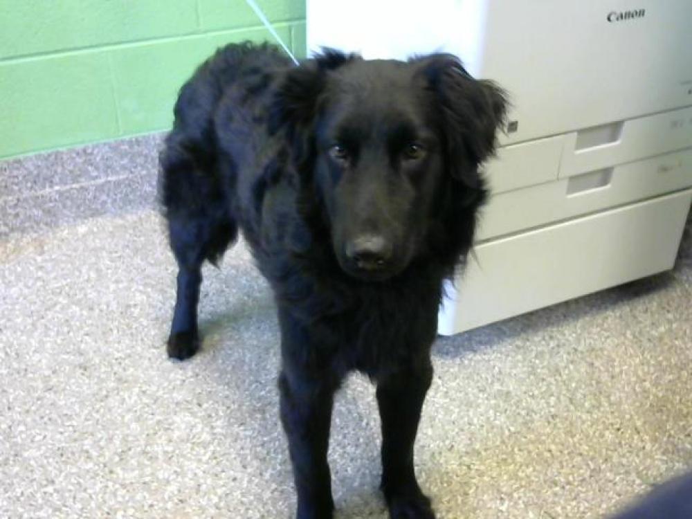Shelter Stray Male Dog last seen Near BLOCK CAMPBELL-1/26, Murfreesboro, TN 37129
