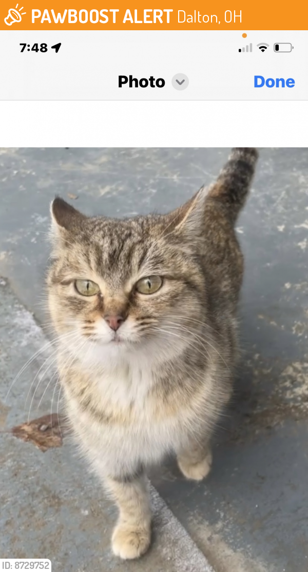 Rehomed Female Cat last seen Dalton ohio, Dalton, OH 44618