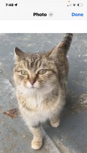 Found/Stray Female Cat last seen Dalton ohio, Dalton, OH 44618