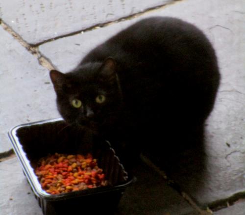 Found/Stray Unknown Cat last seen Veale Rd, New Castle County, DE 19810