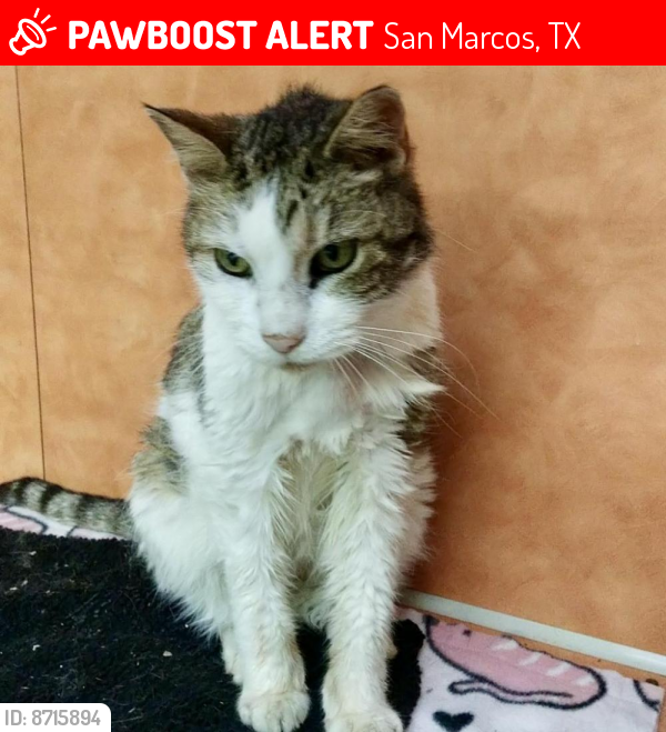 Lost Female Cat last seen Across from Mendez Elementary on Del Sol., San Marcos, TX 78666