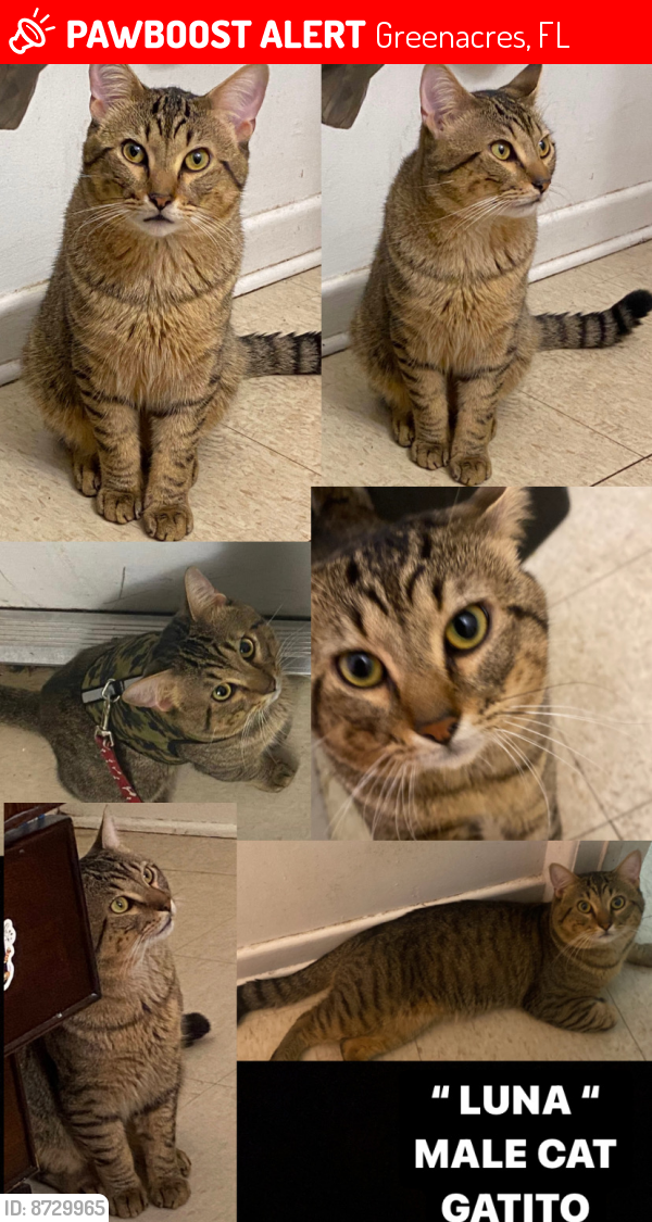 Lost Male Cat last seen 10ave and Haverhill , Greenacres, FL 33463