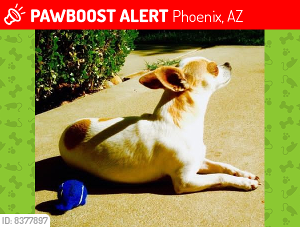 Lost Female Dog last seen 44th street & Oak, Phoenix, AZ 85008