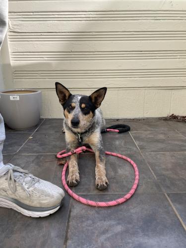 Found/Stray Female Dog last seen Armstrong Ave and Tesla Ave, Los Angeles, CA 90039