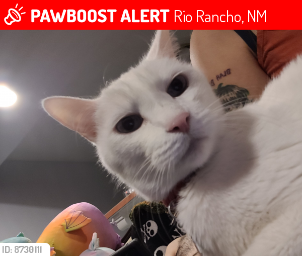 Lost Male Cat last seen Northern and Unser, Rio Rancho, NM 87144