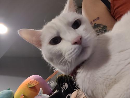 Lost Male Cat last seen Northern and Unser, Rio Rancho, NM 87144