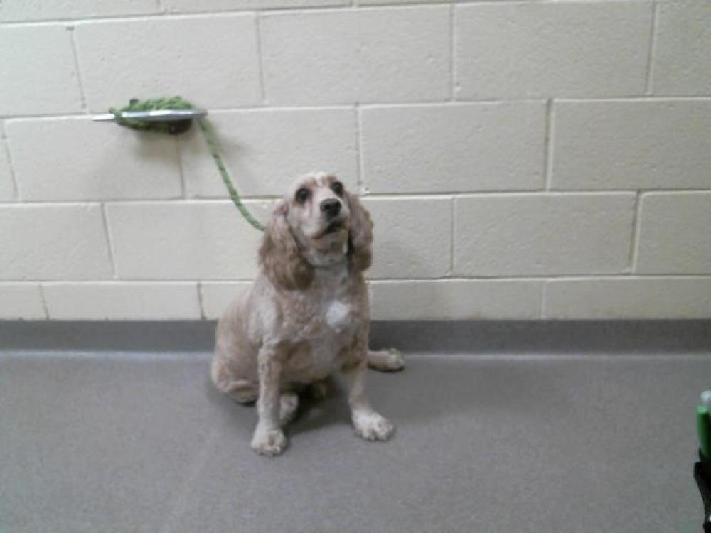 Shelter Stray Male Dog last seen Near BLOCK PERRY ST, DENVER, CO 80204, Denver, CO 80223