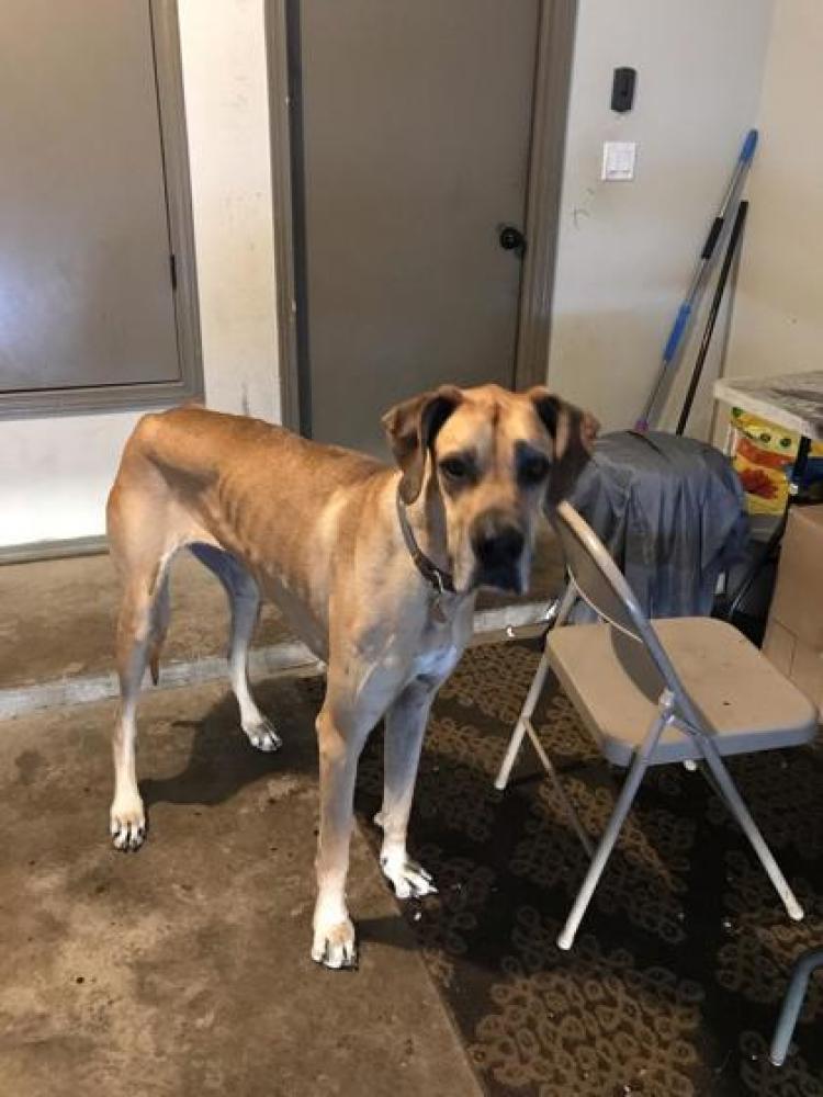 Shelter Stray Female Dog last seen El Paso, TX 79938, Fort Bliss, TX 79906