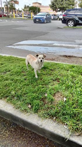 Found/Stray Female Dog last seen At McDonald's parking lot, Lynwood, CA 90262