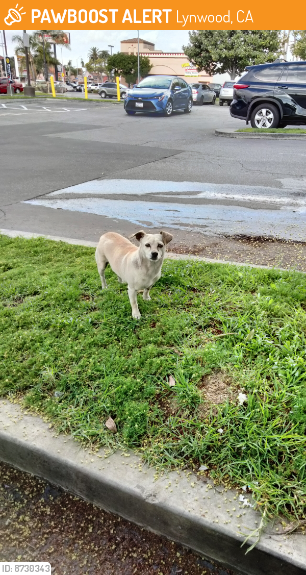 Found/Stray Female Dog last seen At McDonald's parking lot, Lynwood, CA 90262