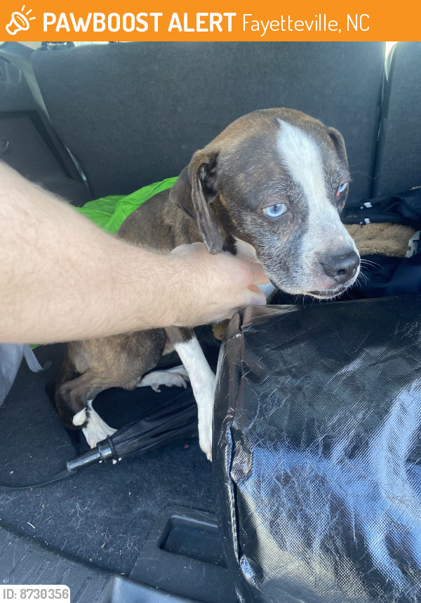 Fayetteville NC Stray Male Dog Found Near Keithville drive PawBoost