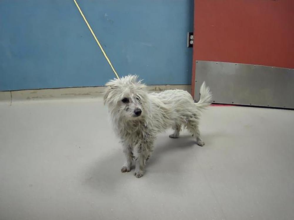Shelter Stray Male Dog last seen Near ODDIE BLVD, SPARKS NV 89431, Reno, NV 89502