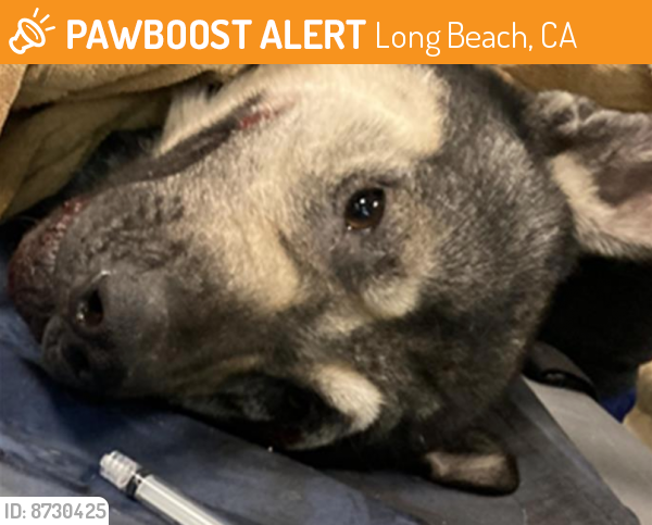 Deceased Male Dog last seen Near Pacific Coast Hwy, Long Beach, CA 90813, USA, Long Beach, CA 90813