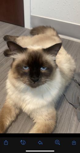Lost Male Cat last seen Charles ave, Racine, WI 53402
