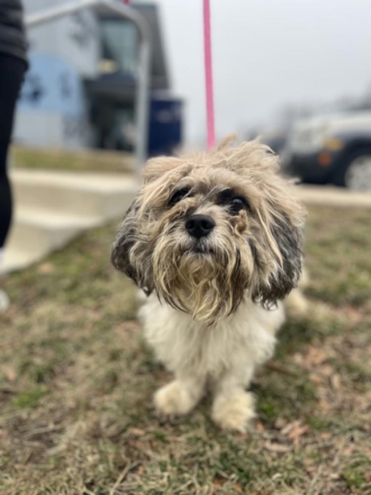 Shelter Stray Male Dog last seen near finders home, 21229, MD, Baltimore, MD 21230