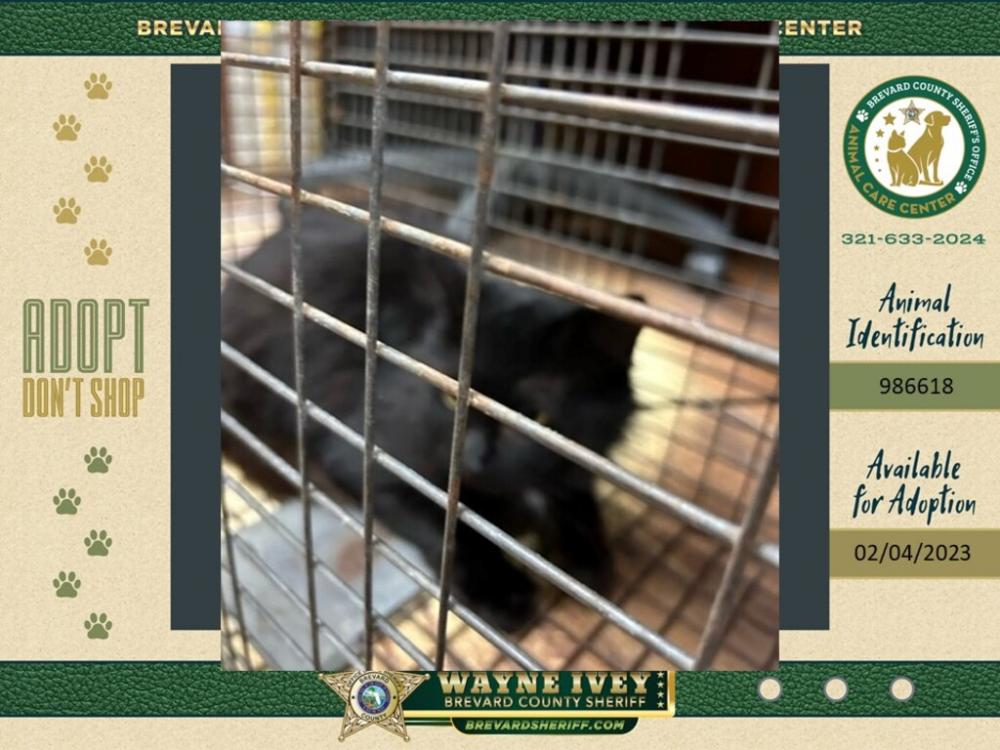 Shelter Stray Female Cat last seen Near Cardinal Drive, COCOA, FL, 32926, Eau Gallie, FL 32934