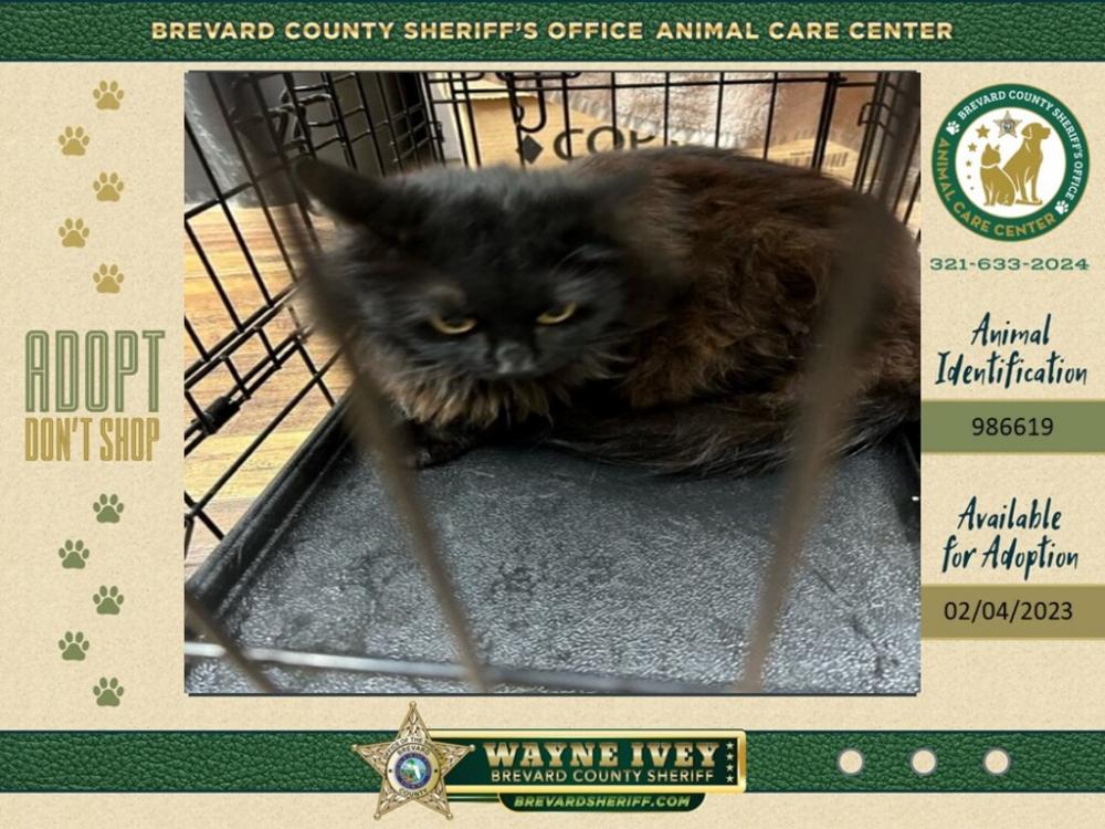 Shelter Stray Female Cat last seen Near Cardinal Drive, COCOA, FL, 32926, Eau Gallie, FL 32934