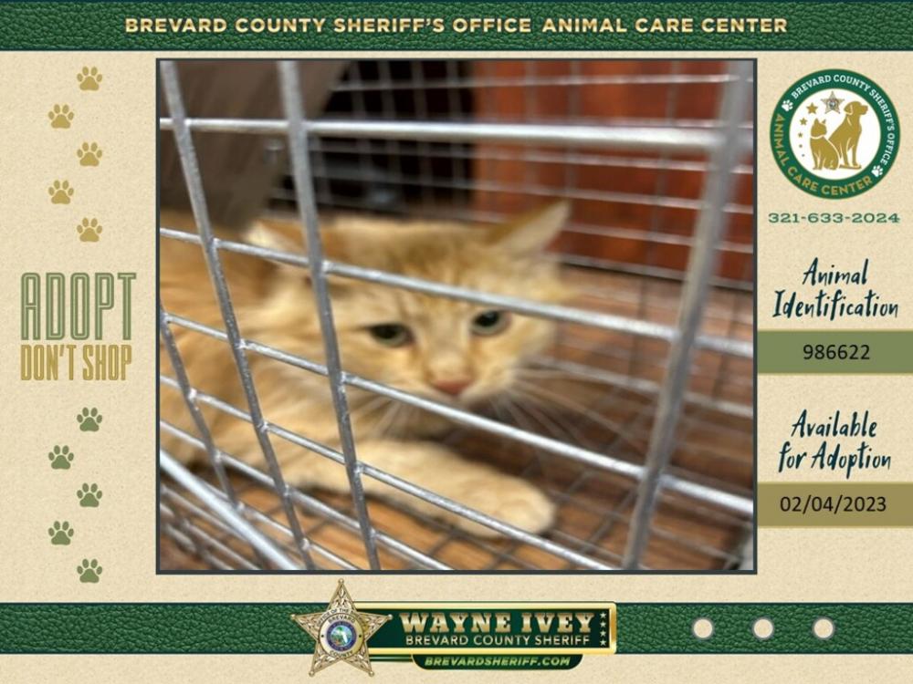 Shelter Stray Female Cat last seen Near Second Street, MERRITT ISLAND, FL, 32953, Eau Gallie, FL 32934