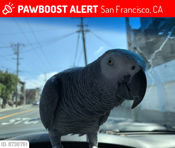 Lost Male Bird last seen Columbus St. North Beach Fishermans Wharf , San Francisco, CA 94133