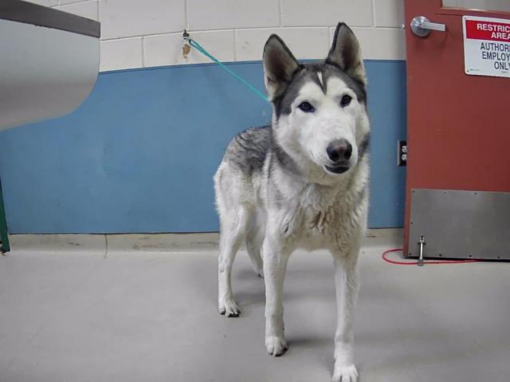 Shelter Stray Male Dog last seen Near BURGUNDY CT, RENO NV 89506, Reno, NV 89502