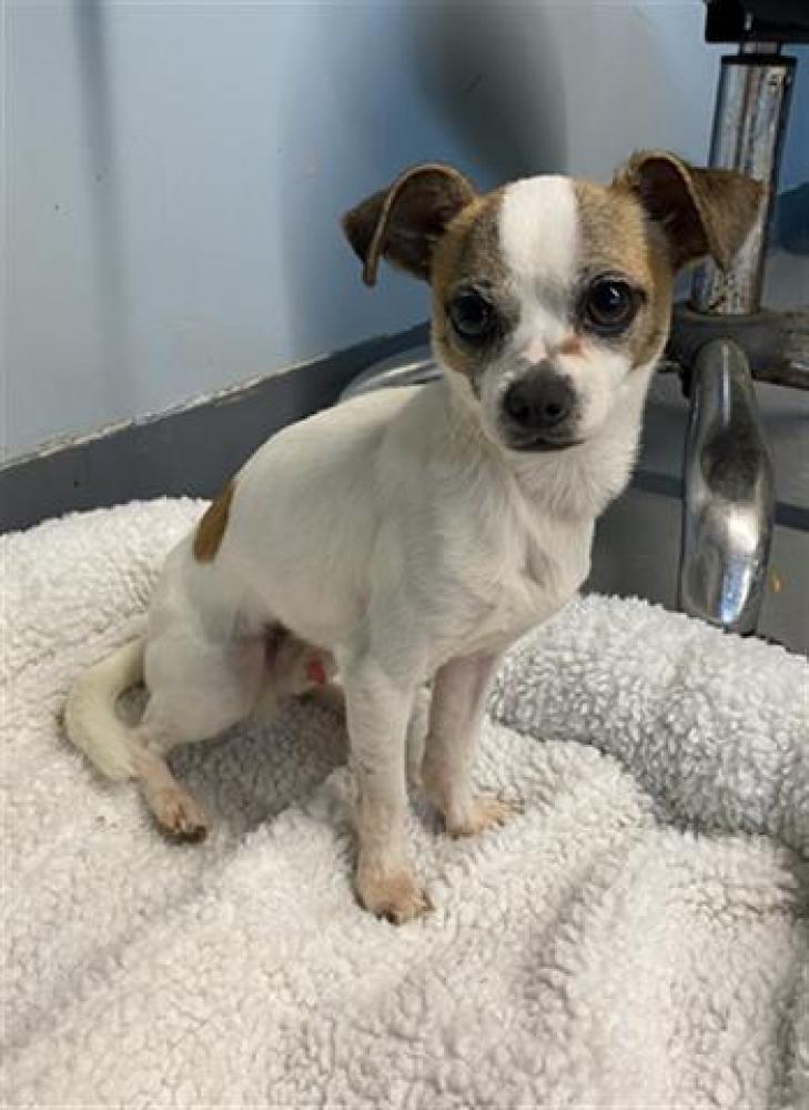 Shelter Stray Male Dog last seen Near BLOCK VAN DELIA RD, TALLAHASSEE FL 32310, Tallahassee, FL 32311