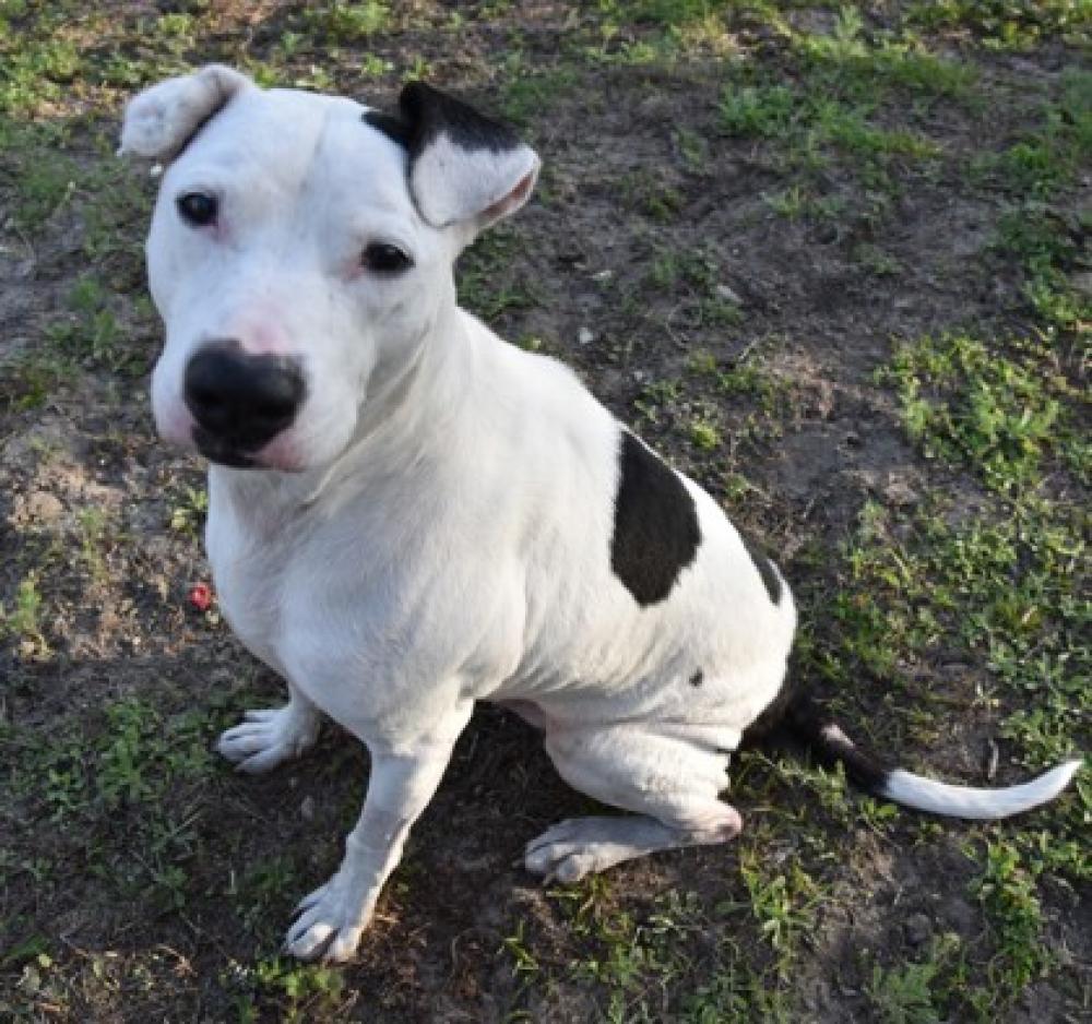 Shelter Stray Male Dog last seen Inverness, FL 34450, Inverness, FL 34450