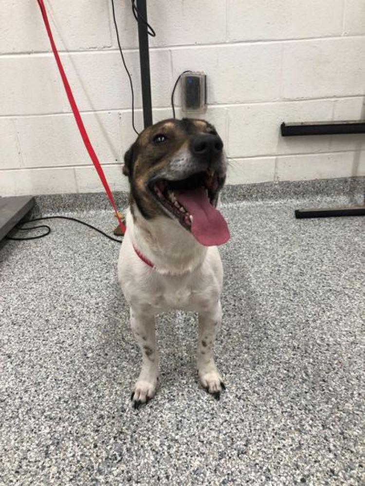 Shelter Stray Male Dog last seen Knoxville, TN 37918, Knoxville, TN 37919