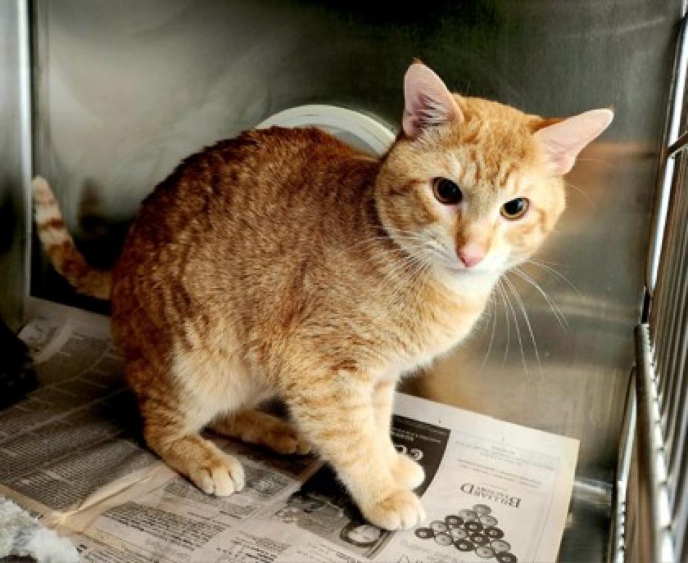 Shelter Stray Male Cat last seen Round Rock, TX 78664, Georgetown, TX 78626