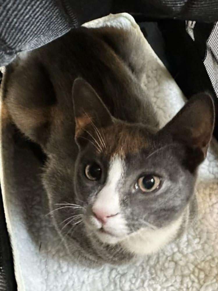Shelter Stray Male Cat last seen Near E. 15th St 94606, Oakland, CA, Oakland, CA 94601