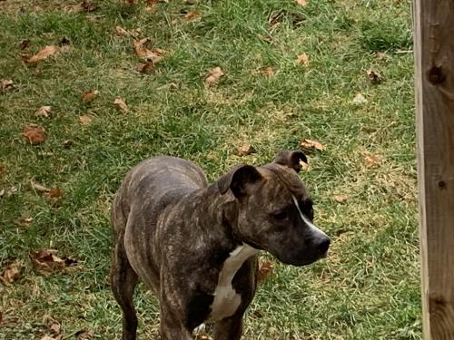 Found/Stray Female Dog last seen Frederick Douglas park, Winchester, VA 22601