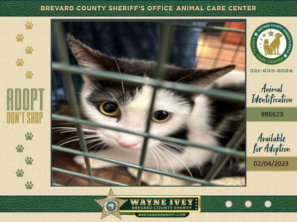 Shelter Stray Female Cat last seen Near Orange Lane, MERRITT ISLAND, FL, 32953, Eau Gallie, FL 32934