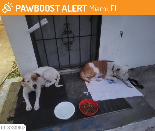 Found/Stray Female Dog last seen NW 38 st and 13th Ave Miami , Miami, FL 33142