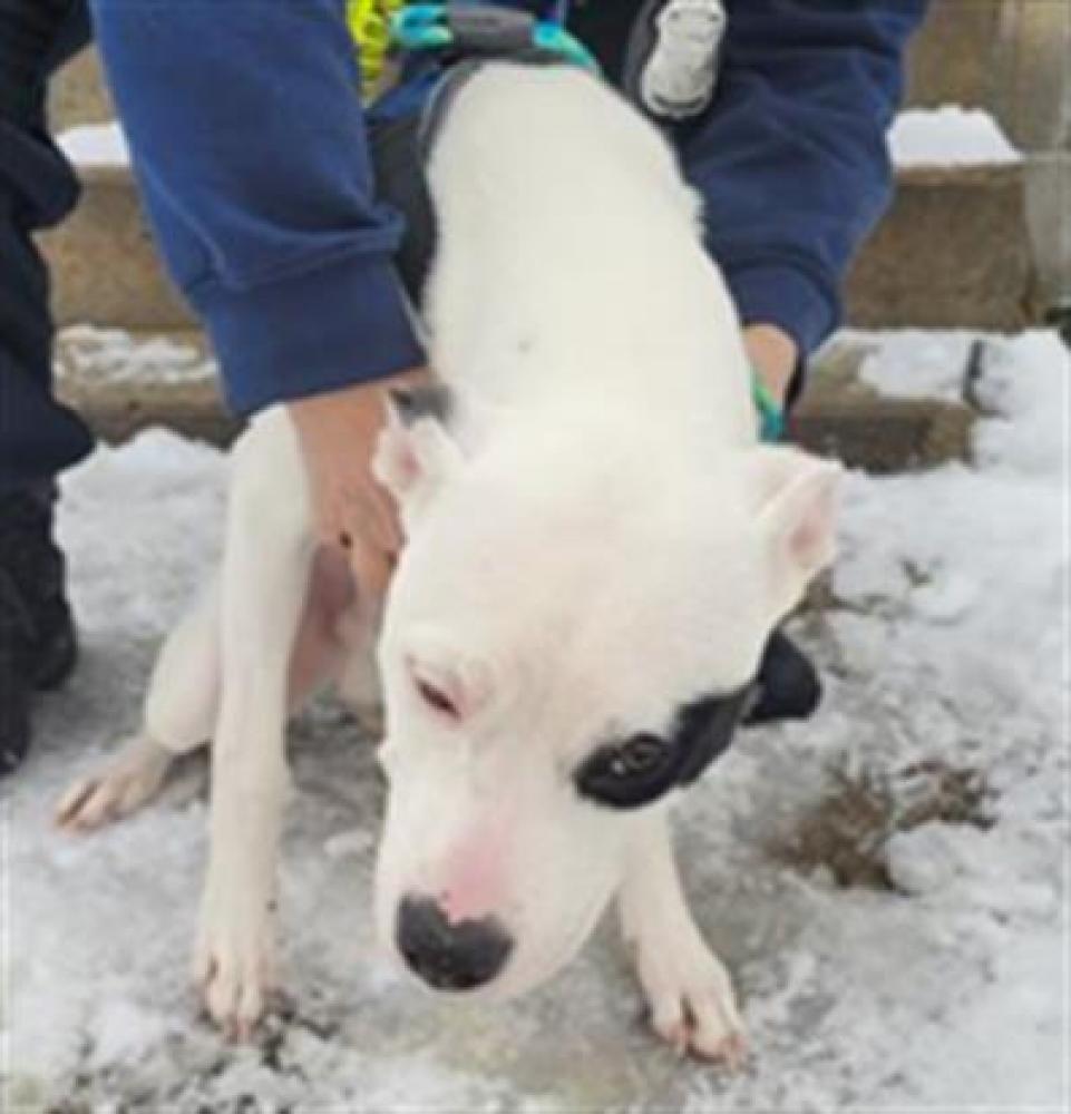 Shelter Stray Male Dog last seen Near BLOCK PENROD ST, DETROIT, MI, Hamtramck, MI 48211
