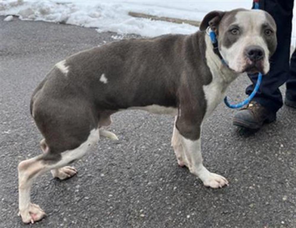 Shelter Stray Male Dog last seen WEST CHICAGO/OHIO, DETROIT, MI, Hamtramck, MI 48211