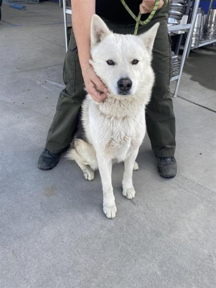 Shelter Stray Male Dog last seen Near BLOCK LISLE ST, BAKERSFIELD CA 93308, Bakersfield, CA 93308